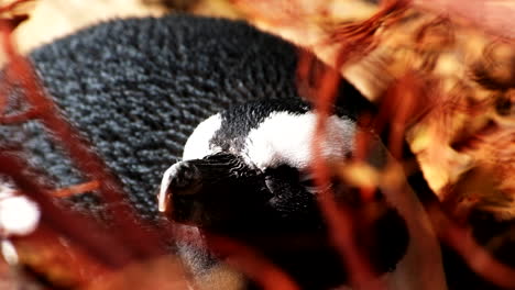 closeup of sleepy african penguin lying down slowly blinking its eyes