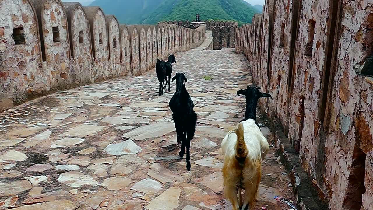Mountain goats walking on the high wall of Amer in Jaipur (India) in slow motion