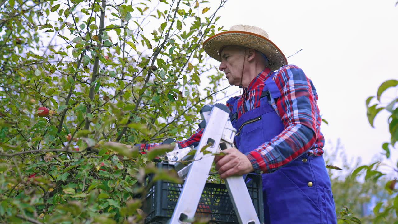 Apple harvesting by farmer from the tree. Picking juicy apples from tree branches.