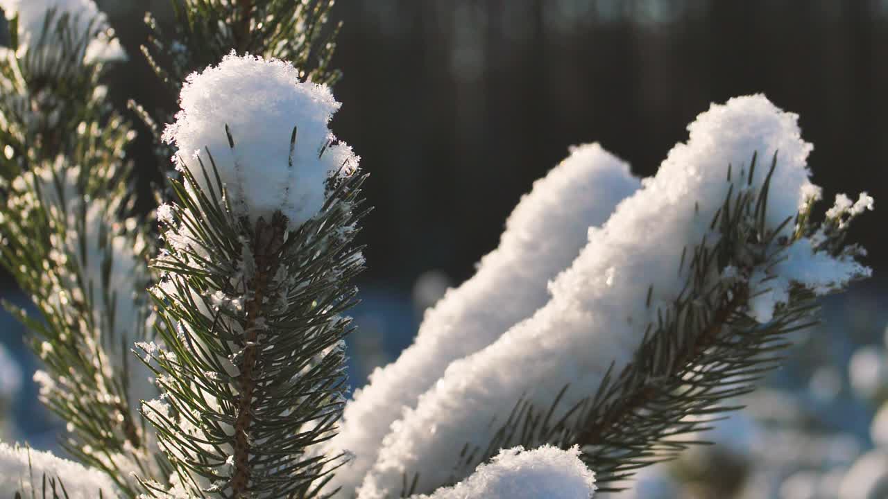 bosque de pinos en invierno
