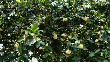 Colourful-Chinese-plum-tree-blowing-in-the-wind-in-Vietnamese-jungle