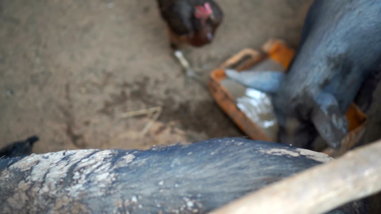 Black pigs and local chickens are eating food
