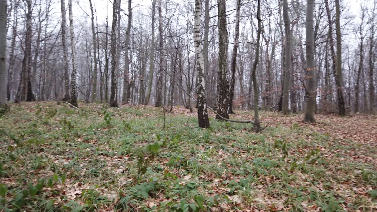 Riprese nella foresta invernale