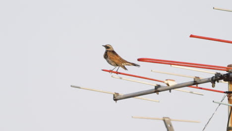 dusky thrush perched on an antenna against gray sky background