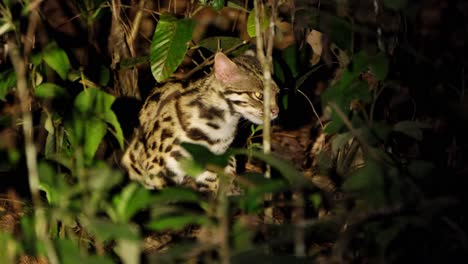 Im-Dichten-Wald-Mitten-In-Der-Nacht-Auf-Der-Pirsch-Nach-Seiner-Beute-Gesehen