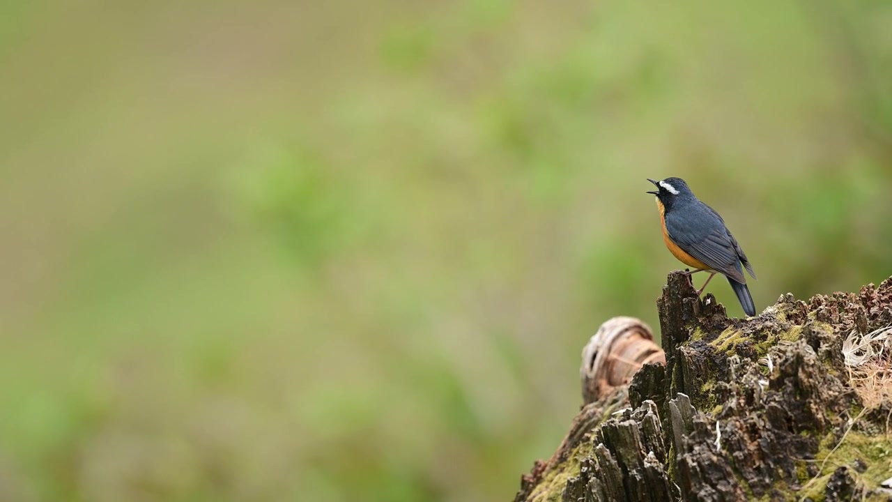Komposisi satwa liar alami yang menyoroti burung Robin Biru India yang bernyanyi dari tenggeran tinggi