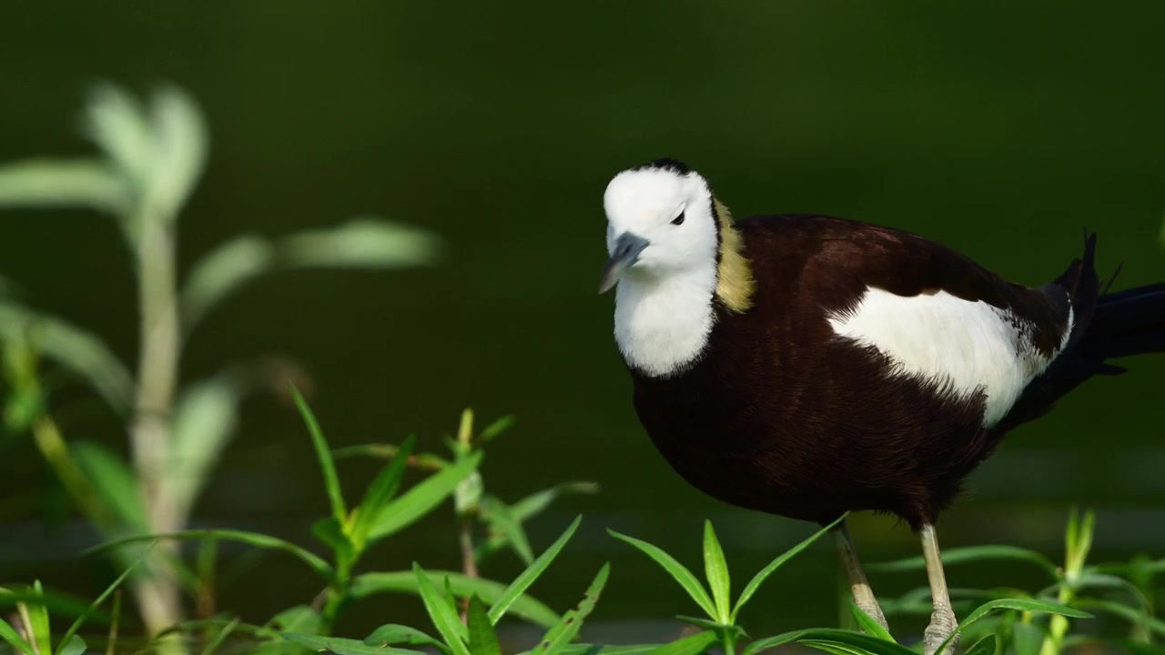 Un momento naturale tranquillo e indisturbato che segue un maestoso uccello di palude mentre naviga il delicato ecosistema di uno stagno d'acqua dolce rigoglioso