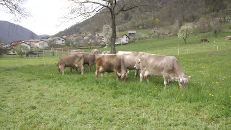 Cows-grazing-in-field,-village-in-background,-spring-time,-wide-static-shot