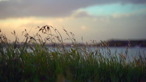 plants blowing in the wind at a lake during sunset