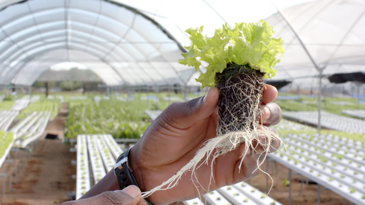 Holding hydroponic lettuce plant, farmer inspecting roots in greenhouse garden