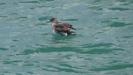 Fluttering-shearwater-bathing-in-the-ocean-by-tumbling-around-in-a-funny-way-in-New-Zealand