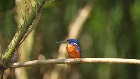 Hermoso-Pájaro-Martín-Pescador-De-Orejas-Azules-Bajo-La-Luz-Del-Sol