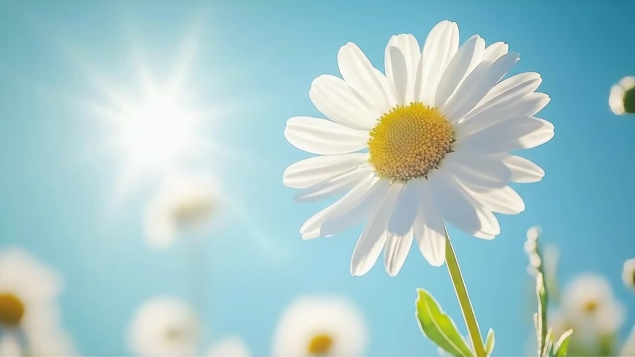 Lähikuva videosta päivänkakkarasta kirkasta sinistä taivasta vasten, auringonvalo kuvattuna matalasta kulma