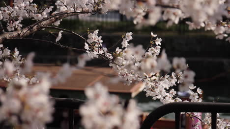 Boot-Fährt-Entlang-Des-Flusses-Mit-Kirschblüten-Im-Vordergrund-In-Japan-Vorbei