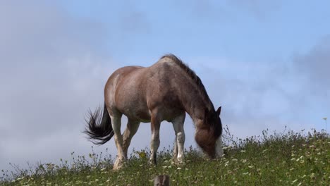 Ein-Braunes-Pferd-Frisst-Glücklich-Unter-Einem-Wunderschönen-Blauen-Himmel-Auf-Einer-Wiese