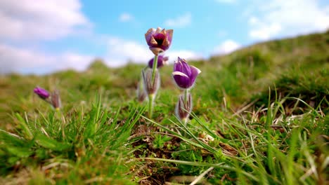 Blühende-Knospen-Der-Gewöhnlichen-Küchenschelle-Auf-Grünland-Im-Frühling