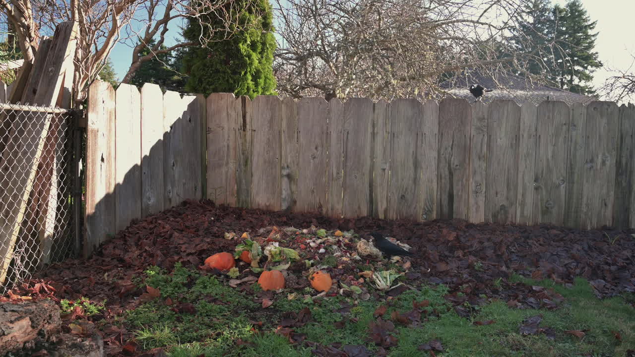 Crows Picking Food From The Compost Pile At The Backyard - wide shot