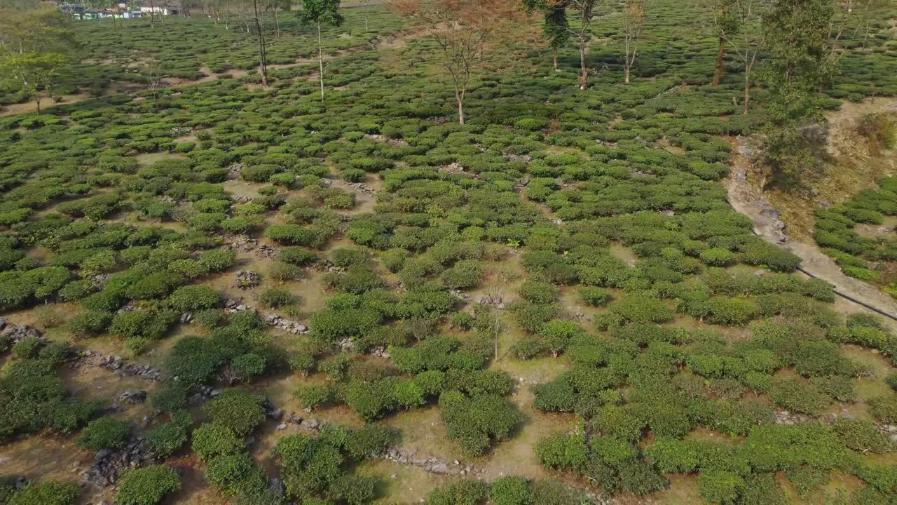 Drone shot or motion shot of tea garden