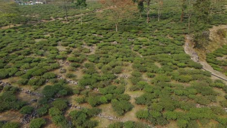 Drone-shot-or-motion-shot-of-tea-garden