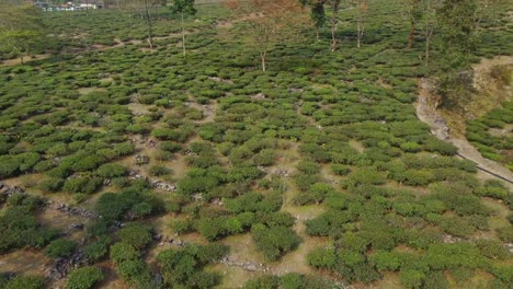 toma de drone o toma de movimiento del jardín de té
