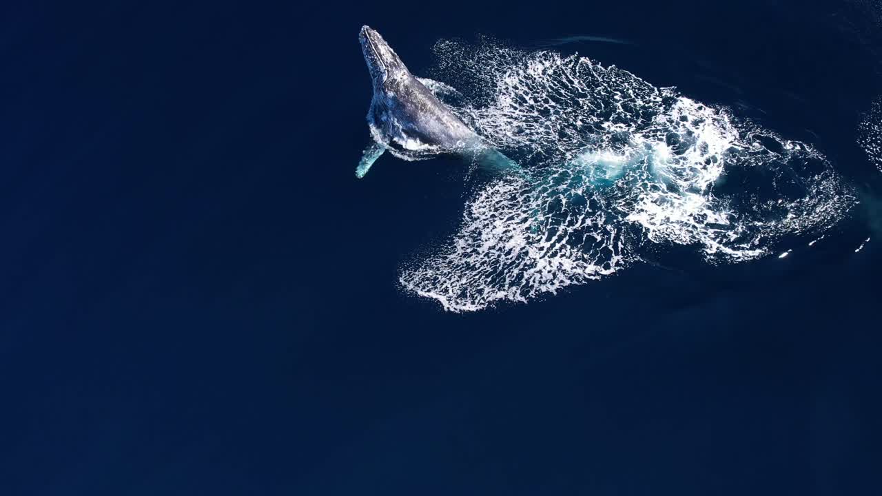 Humpback Whale playing carelessly with huge chin slaps using its body to produce huge splashes after a 360 breach in perfect ocean conditions off the coast of Southern California