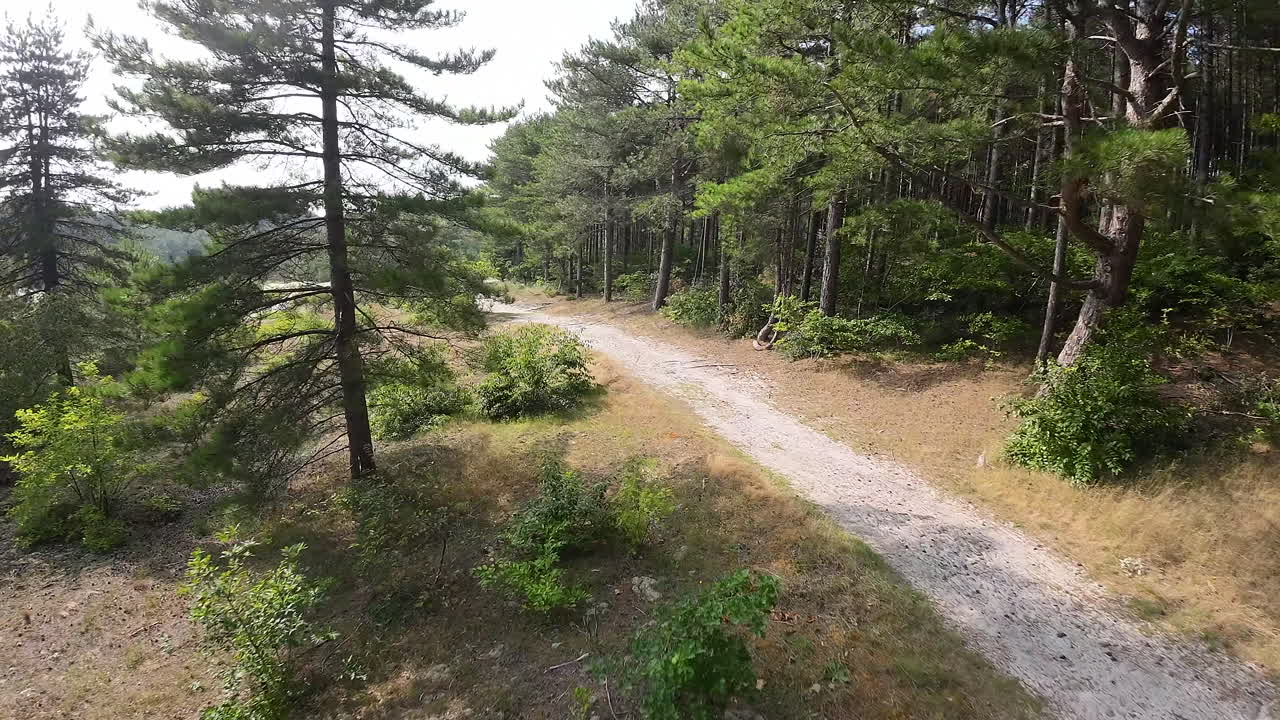 movimiento fpv rápido a través de un bosque verde con senderos de senderismo en los países bajos