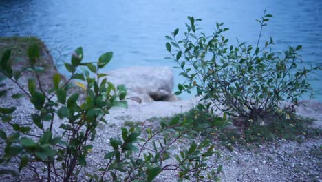 plantas a orillas del lago con agua golpeando la orilla