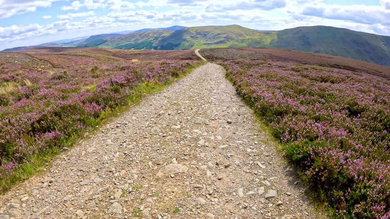 A first-person perspective moves steadily along a rocky dirt path through blooming heather on a sunlit hillside in Glen Clova, Scotland. Stable, natural lighting