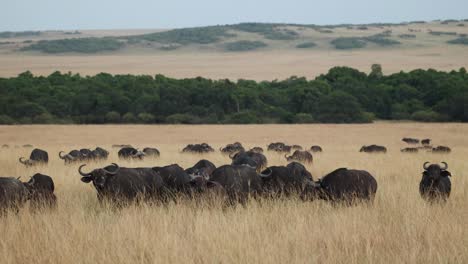 a herd of cape buffalo walking slowly through dry grassland in the masai mara, kenya