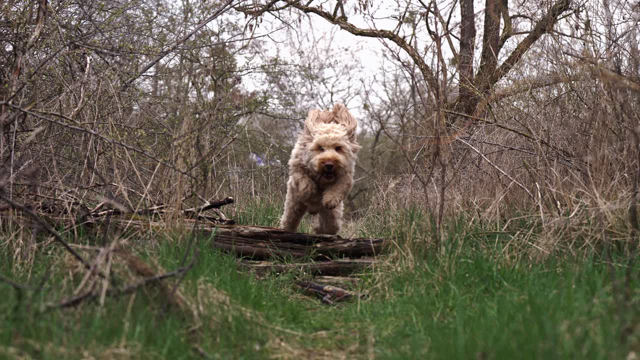 toma en cámara lenta de un perro goldendoodle corriendo hacia la cámara en medio del bosque saltando sobre una rama de árbol