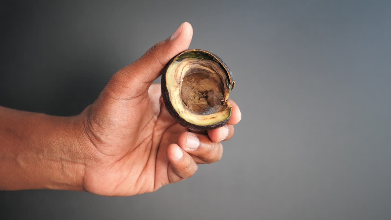 손에 은 아보카도의 클로즈업