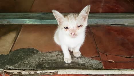 homeless cute puppy cat sit and take a rest , close eyes in street