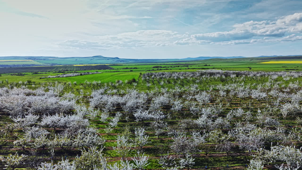 Alberi in fiore ricoprono il paesaggio di un frutteto in primavera con campi verdi e colline distanti sotto un cielo blu.
