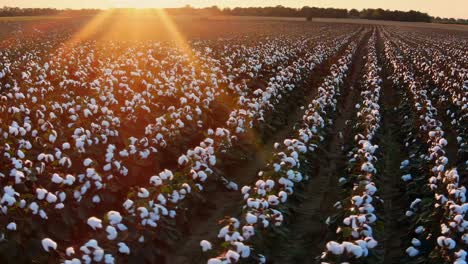 cotton field at sunset