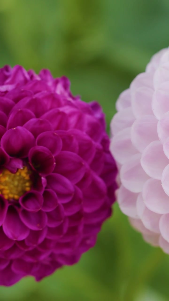 Primo piano di vivaci fiori di dalia magenta e rosa