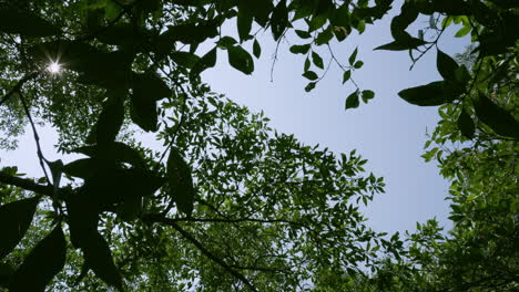 view from below and panning from the right the left, showing the sun rays going through the branches and leaves of the mangroves in the coastal waters of southeast asia