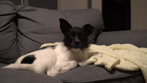 el perro en el sofá agita la cola y bostezó.