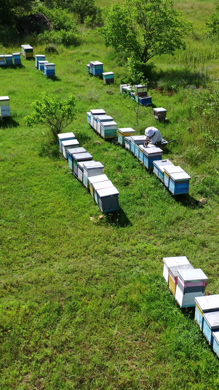 Beehive boxes on a bee farm. Wooden hives on the apiary in summer. Beekeeper works on the apiary. Apiculture process. Aerial view. Vertical video
