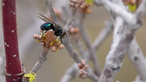 Close-up-Bottle-Fly-covered-in-yellow-pollen-pollinates-shrub-flowers