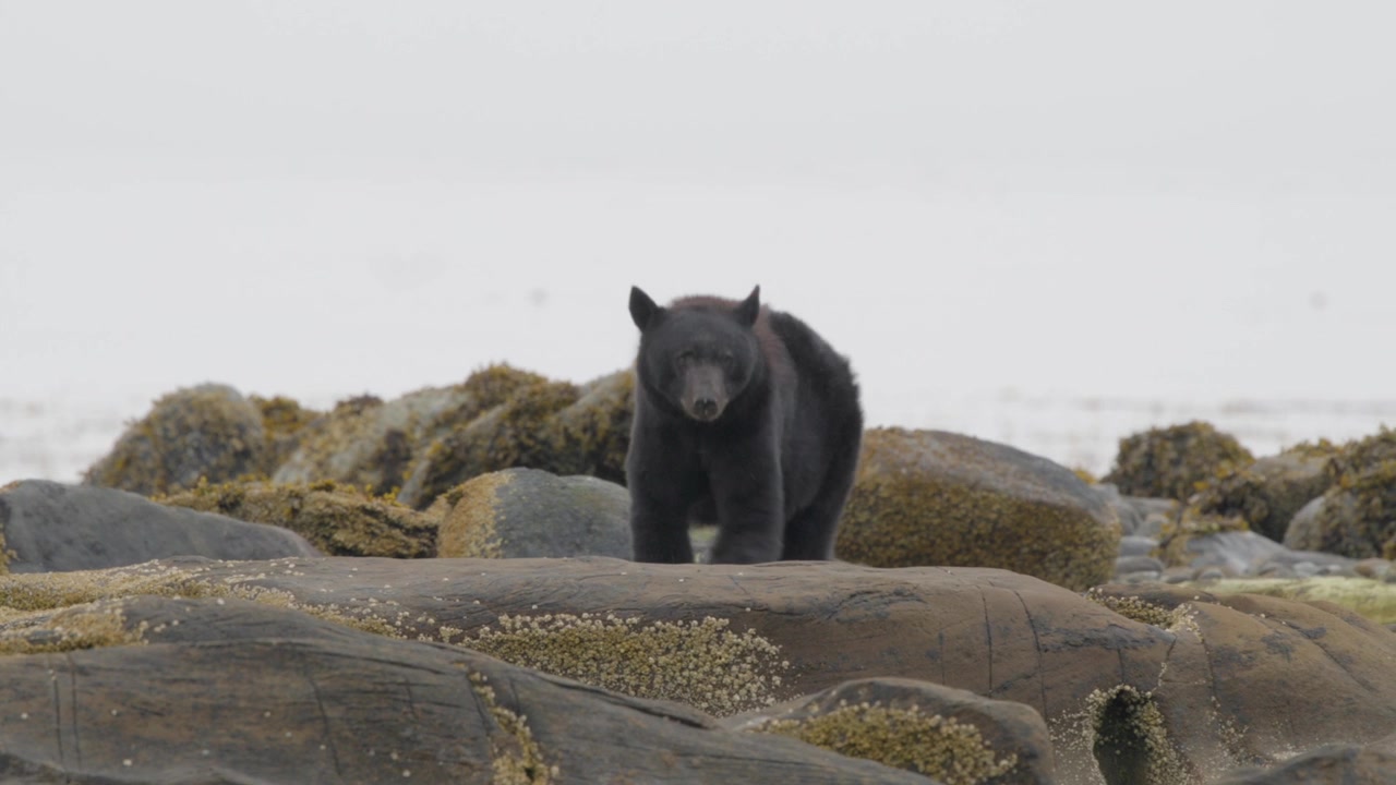 Orso nero che cammina sulle rocce del fiume in cerca di salmone in una mattina nebbiosa