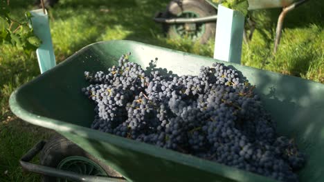 winemaker is harvesting grapes