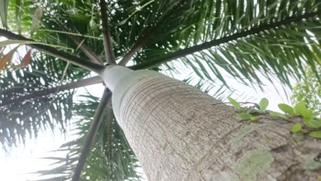 close up palm tree trunk