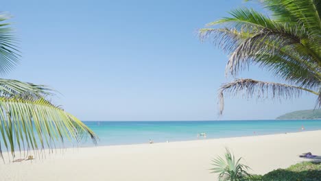 scenic view of empty tropical beach and coconut palm trees against blue sky . australia.