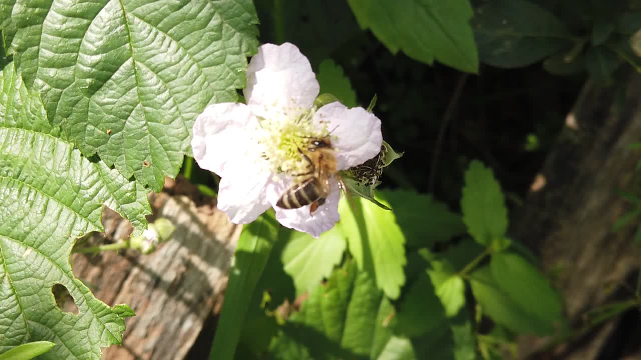 바람에 날려가는 꽃