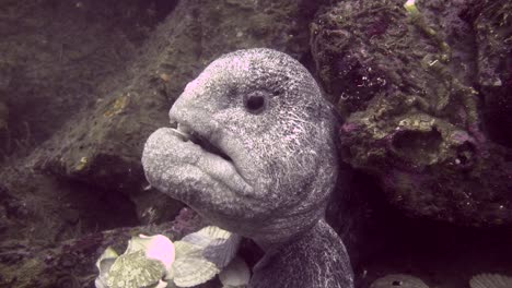 male wolf eel checks out divers