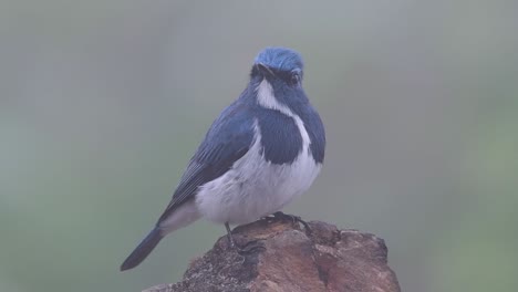 the ultramarine flycatcher, also known as the white-browed blue flycatcher, a winter migrant to thailand, is very friendy to people