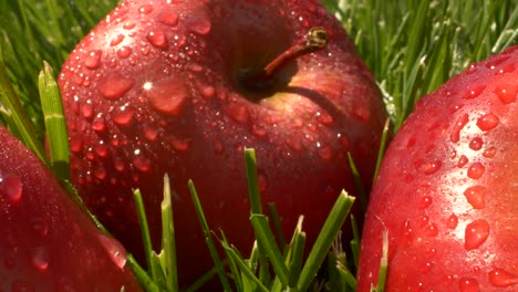 primer plano hermosos frutos de manzana roja con gotas de agua en la hierba verde con la luz del sol
