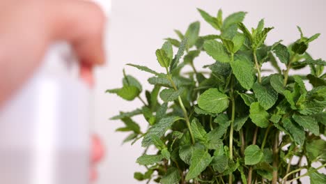 spraying water on mint leaves