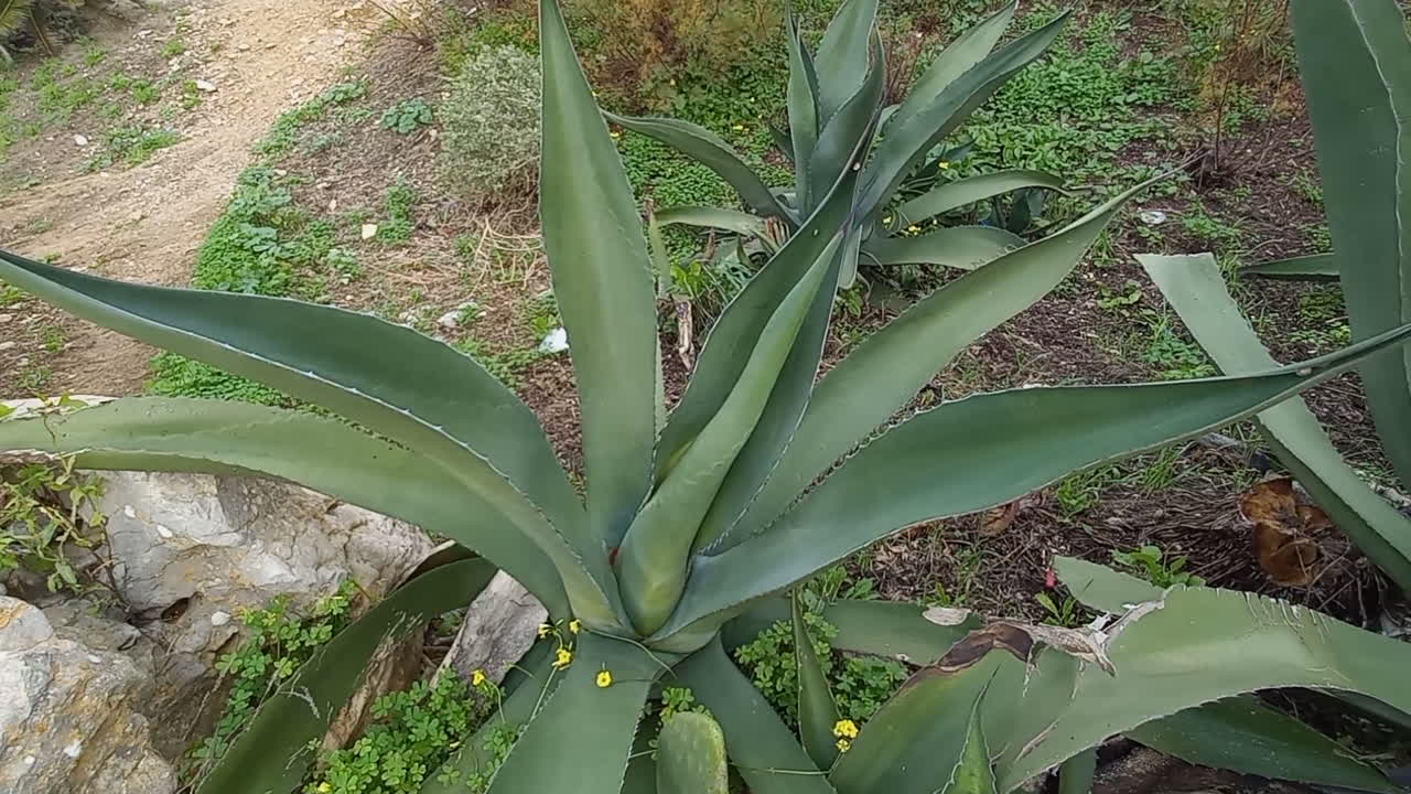Aloe Vera plants with their pointed green leaves.
