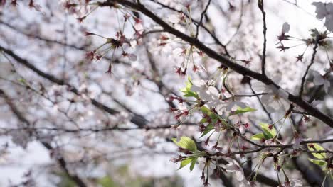 Cherry-Blossom-Tree-in-Japan,-Calm-Warm-Spring-Day-in-April-4k